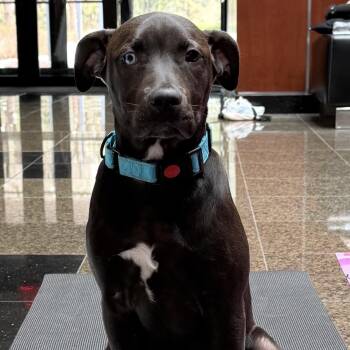 Great Dane and Cattle Dog Dogs Available for Adoption - Snickers | PetCurious