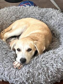 Rescue Great Pyrenees Dogs for Adoption in Nashville, Tennessee - Frankie | PetCurious