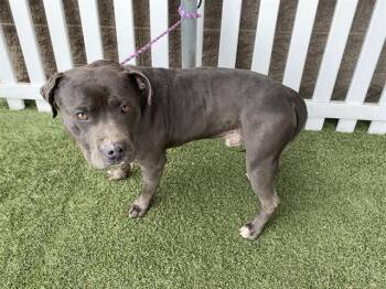 Pit Bull Terrier and Mixed Breed Dogs Available for Adoption - BLUE | PetCurious
