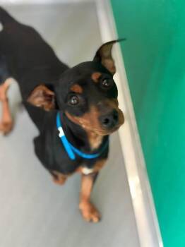 A256057 -  Chihuahua and Mixed Breed Dog for Adoption in Visalia, California - A256057 | PetCurious