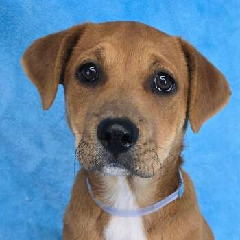 Labrador Retriever and Mixed Breed Dogs Available for Adoption - Saratoga *FOSTER / FOSTER TO ADOPT NEEDED* | PetCurious