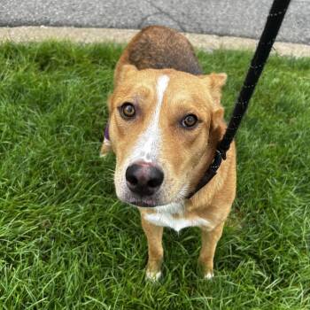 Maple -  German Shepherd Dog and Cattle Dog Dog for Adoption in Indianapolis, Indiana - Maple | PetCurious