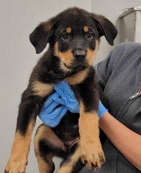 Vader -  Rottweiler and Mixed Breed Dog for Adoption in Chillicothe, Ohio - Vader | PetCurious