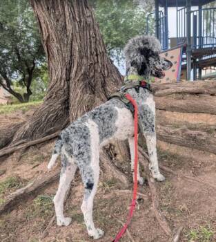 Show Time -  Standard Poodle Dog for Adoption in Chandler, Arizona - Show Time | PetCurious