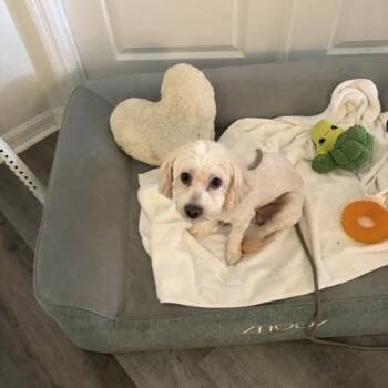Oliver -  Poodle and Maltese Dog for Adoption in Maitland, Florida - Oliver | PetCurious