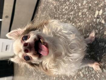Lord Stanley -  Chihuahua Dog for Adoption in Hillsborough, North Carolina - Lord Stanley | PetCurious