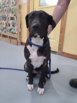 Lily -  Mixed Breed Dog for Adoption in Lawrenceburg, Tennessee - Lily | PetCurious
