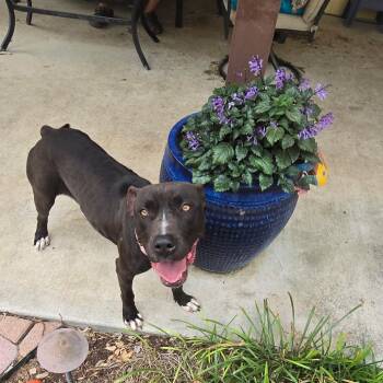 Rescue Mixed Breed Dogs for Adoption in San Antonio, Texas - Noelle | PetCurious