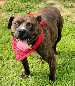 Dutch $85 -  Pit Bull Terrier and Mixed Breed Dog for Adoption in Seneca, South Carolina - Dutch $85 | PetCurious