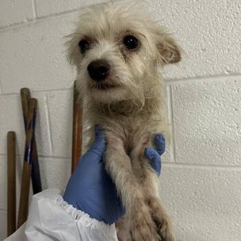 Momma Tina -  Terrier and Mixed Breed Dog for Adoption in Edinburg, Texas - Momma Tina | PetCurious