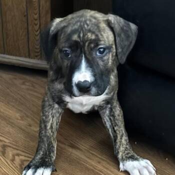 Great Dane and Mastiff Dogs Available for Adoption - Helga | PetCurious