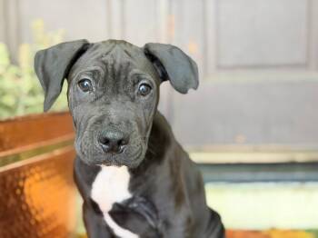 Pit Bull Terrier Dogs Available for Adoption in Roseville, California - Davey | PetCurious