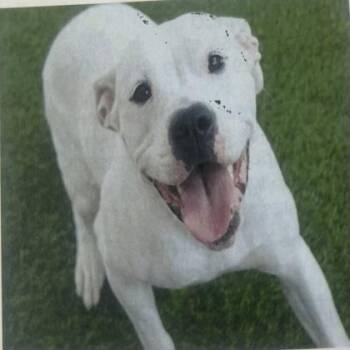 American Bulldog and Mixed Breed Dogs Available for Adoption in Daytona Beach, Florida - Willow - 2 | PetCurious