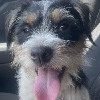 Gracie -  Jack Russell Terrier Dog for Adoption in Austin, Texas - Gracie | PetCurious