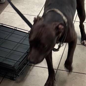 Mixed Breed Dogs Available for Adoption in Columbus, Georgia - 04/20/2026-Stray-CrystalDrive | PetCurious