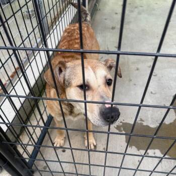 Penelope -  Mixed Breed Dog for Adoption in Columbus, North Carolina - Penelope | PetCurious