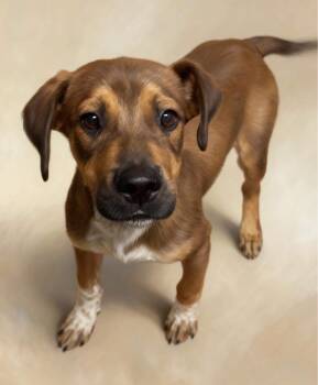 Coop -  Australian Cattle Dog Blue Heeler and Border Collie Dog for Adoption in Thornton, Colorado - Coop | PetCurious