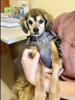 Churro -  Spaniel Dog for Adoption in Walnut Creek, California - Churro | PetCurious