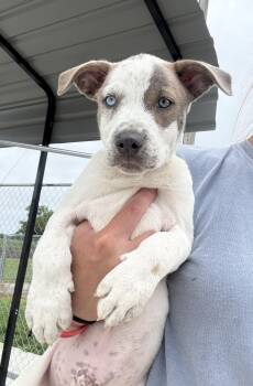 Rescue American Staffordshire Terrier and Australian Cattle Dog Blue Heeler Dogs for Adoption in Hiawatha, Kansas - Radar | PetCurious
