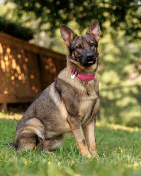 Artemis -  German Shepherd Dog Dog for Adoption in Dacula, Georgia - Artemis | PetCurious