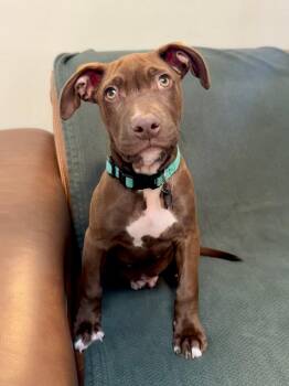 Luca -  Mixed Breed Dog for Adoption in Albuquerque, New Mexico - Luca | PetCurious