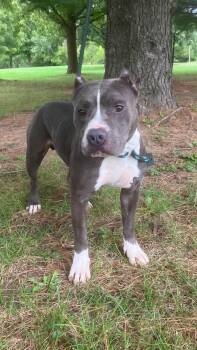 Rocko -  Pit Bull Terrier Dog for Adoption in Springfield, Illinois - Rocko | PetCurious