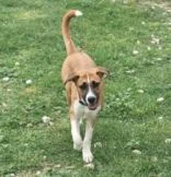 Rescue Boxer Dogs for Adoption in Kirby, Texas - Maple | PetCurious