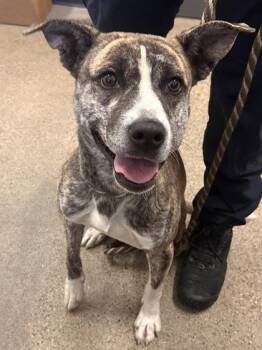 Rescue Mixed Breed and Mountain Cur Dogs for Adoption in Cleveland, Ohio - Twinkle | PetCurious