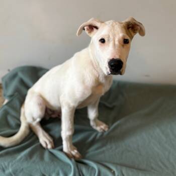 Rescue Mixed Breed Dogs for Adoption in Brownsboro, Alabama - Seth | PetCurious