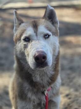 Siberian Husky Dogs Available for Adoption - CHOCOLATE | PetCurious