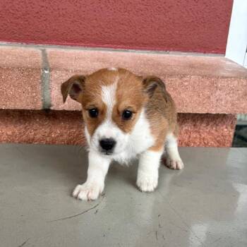 Australian Shepherd Dogs Available for Adoption in San Antonio, Texas - Theo | PetCurious