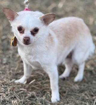 Chihuahua Dogs Available for Adoption - Pixie | PetCurious