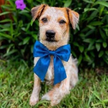 Shih Tzu and Schnauzer Dogs Available for Adoption in Crosby, Texas - Scooter | PetCurious