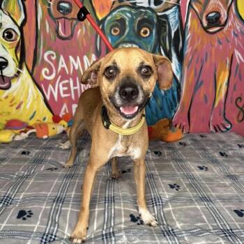 Mickey -  Chihuahua Dog for Adoption in New York, New York - Mickey | PetCurious