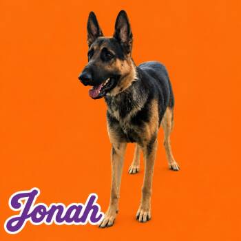Jonah - HOLD -  German Shepherd Dog Dog for Adoption in Scottsdale, Arizona - Jonah - HOLD | PetCurious