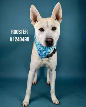 Pit Bull Terrier and Siberian Husky Dogs Available for Adoption - Rooster -- URGENT! | PetCurious