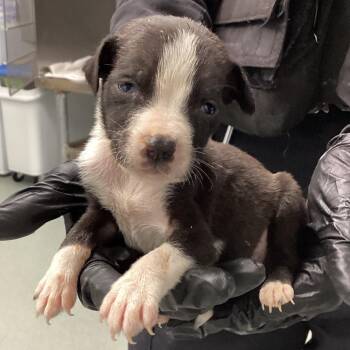 Terrier Dogs Available for Adoption - Goliath | PetCurious