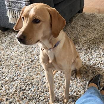 Nala -  Yellow Labrador Retriever Dog for Adoption - Nala | PetCurious