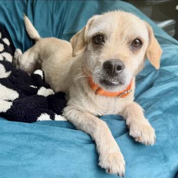 Blankie -  Terrier and Mixed Breed Dog for Adoption in Pelham, New Hampshire - Blankie | PetCurious