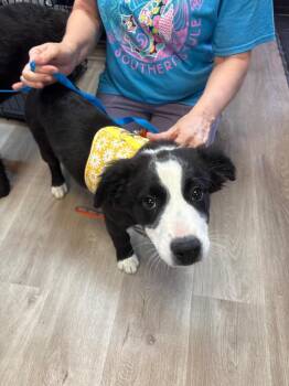 Border Collie Dogs Available for Adoption - River | PetCurious