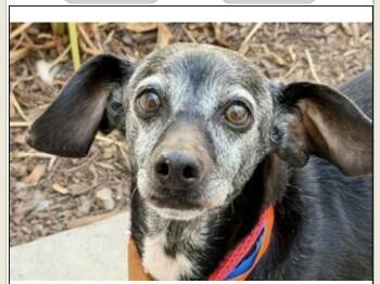 Columbus -  Chiweenie Dog for Adoption in Poway, California - Columbus | PetCurious