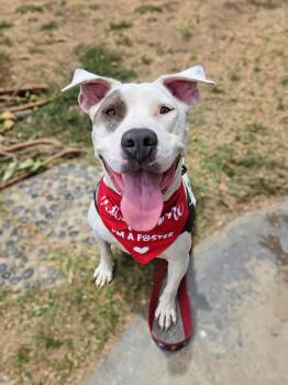 Ocean -  Pit Bull Terrier Dog for Adoption in Santa Monica, California - Ocean | PetCurious