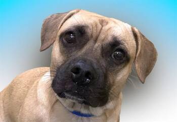 HONCHO -  Pit Bull Terrier and Mixed Breed Dog for Adoption in Fort Lauderdale, Florida - HONCHO | PetCurious