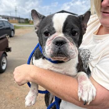 Charlotte -  Boston Terrier Dog for Adoption in Columbia, South Carolina - Charlotte | PetCurious