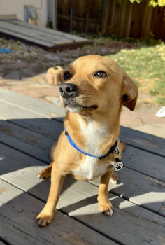 Rescue Chihuahua Dogs for Adoption in Denver, Colorado - Ashley | PetCurious