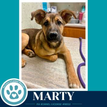 Marty (McFly Bros) 062026 -  German Shepherd Dog Dog for Adoption in Kimberton, Pennsylvania - Marty (McFly Bros) 062026 | PetCurious