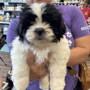 Shih Tzu Dogs Available for Adoption in Dallas, Texas - Mash | PetCurious