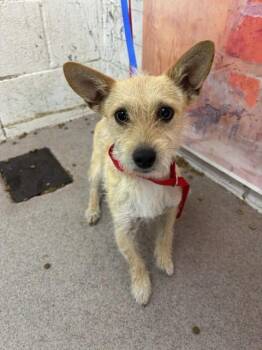 LEVI -  Terrier and Mixed Breed Dog for Adoption in San Bernardino, California - LEVI | PetCurious