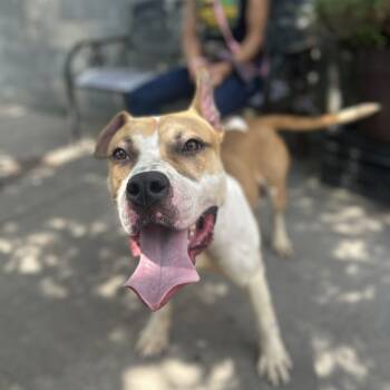 Rescue Pit Bull Terrier Dogs for Adoption in Newark, New Jersey - Bogie | PetCurious