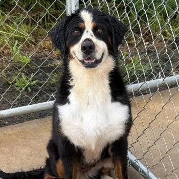 Rescue Bernese Mountain Dog Dogs for Adoption - McKenzie | PetCurious